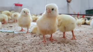 Young chicks looking at the camera