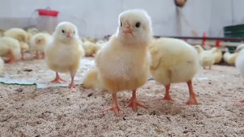 Young chicks looking at the camera