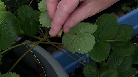 How to plant strawberry runners to start a new strawberry plant.
