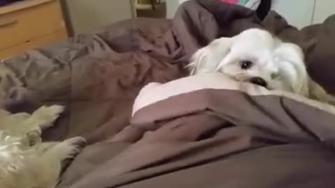 Rescued dog doesn't like to share blanket