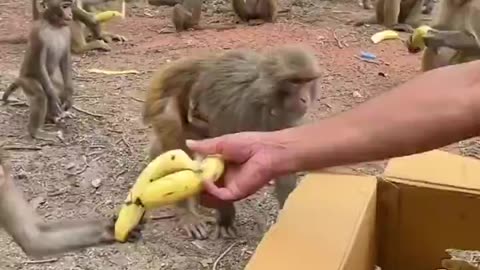 How they are taking the bananas one by one. 🙂