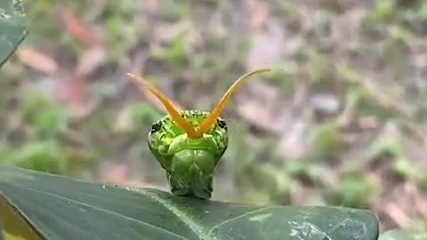 "Nature's Master of Disguise: Watch How This Caterpillar Deters Predators! 🐛"