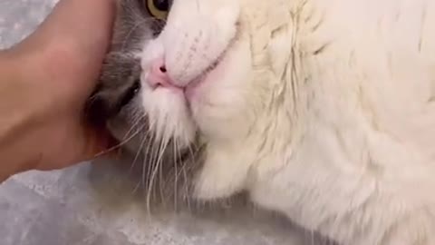 Funny cat | cat meowing