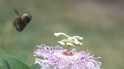 Large bee takes off from flower in slow motion