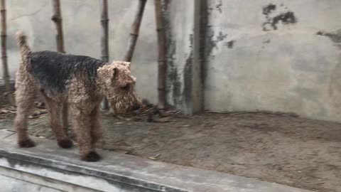 Oscar the Welsh Terrier Greets Potato the Careful Cat