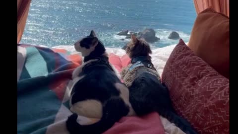 Cats enjoying paradise