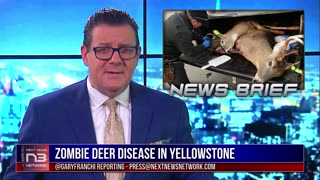 Zombie Deer Disease Hits Yellowstone, Humans Next?