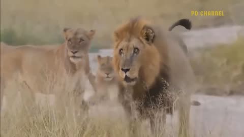 lion Shocking moments. lion attacked by other animals