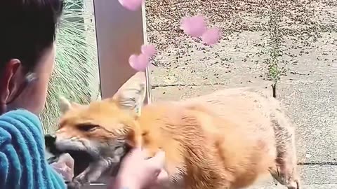 A rescued fox returns to repay favor 😍