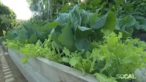 Urban Agroecoloy: 6,000 lbs of food on 1/10th acre - Urban Homestead - Urban Permaculture