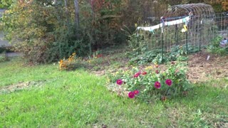 Rabbits Bred and Surprise in the Coop - Farm Life