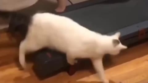 Funny Cats Playing on Treadmills 4