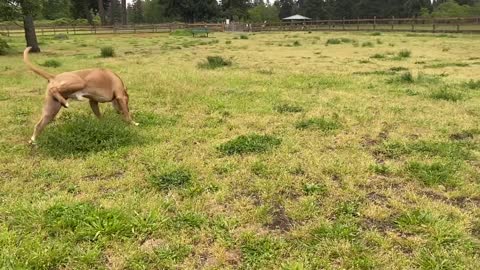 Alsation (German Shepherd) Attacks Pitbull Of Leash In Park!