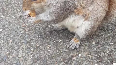 Feeding and Petting a Kind Wild Squirrel