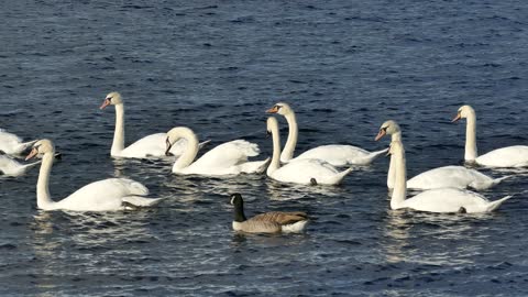 group of swans enjoy swimming in the pool