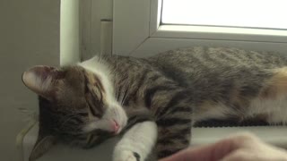 Cute Kitten Wakes Up and Yawns