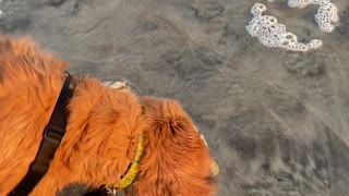 Bess and the Crab on the Beach