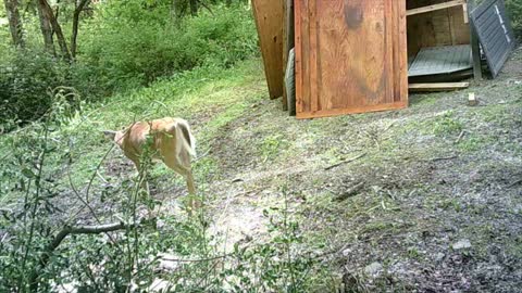 5-27-2022 Trail cam videos of the Jumbo shack buck do far