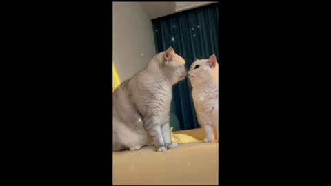 OMG These Cats Are So Cute And Beautiful | Viral Cat