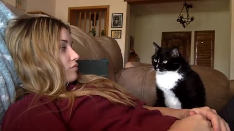 Cat politely asks to be petted