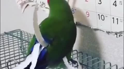 Funny Parrots Videos. They´re comedians