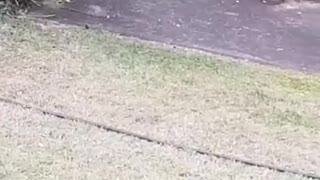 Unusual Kookaburra and Snake Encounter