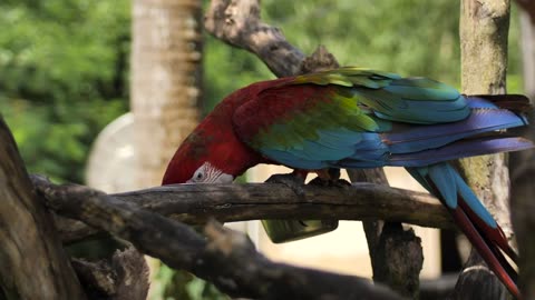 cute parrot bird