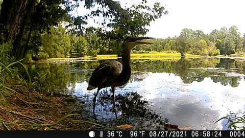 Dragonfly V. Great Blue Heron