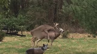 Deer Confused by Broken Doe