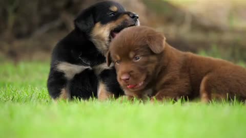 2 adorable puppy's playing in the park