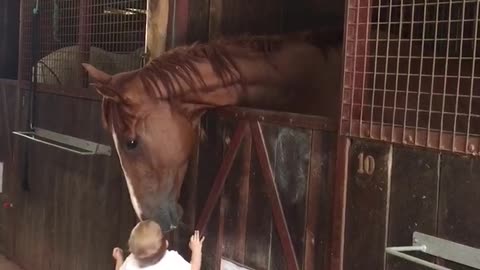 Little Girl Greets Horse Friends Every Morning