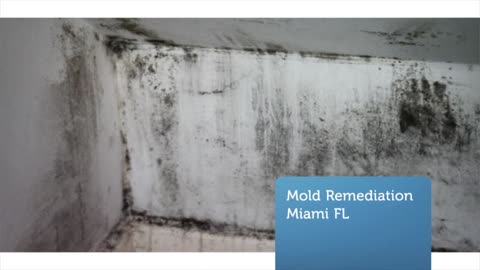 Hire a professional for your mold remediation needs