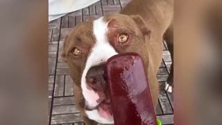 Perros disfrutan de un saludable 'heladito'