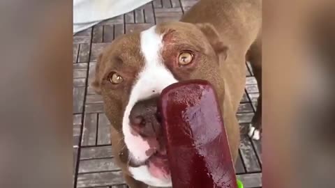 Perros disfrutan de un saludable 'heladito'