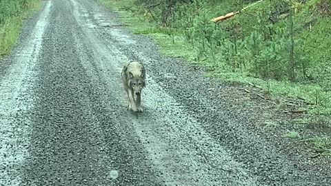 Lone Wolf Wanders Along Mountain Road