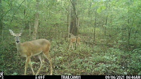 Doe and Fawn