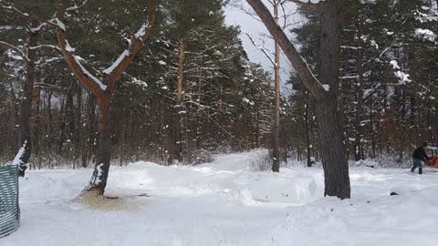 Cutting down scotch pine tree