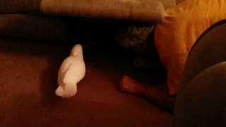 Baby Cockatoo Thinks There are Monsters Under the Chair!