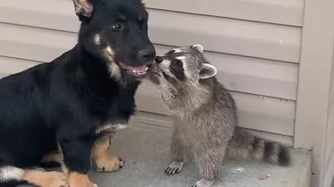 Small Dog and Raccoon Friend Are Reunited