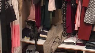 Funny cat pulls jersey out of cupboard