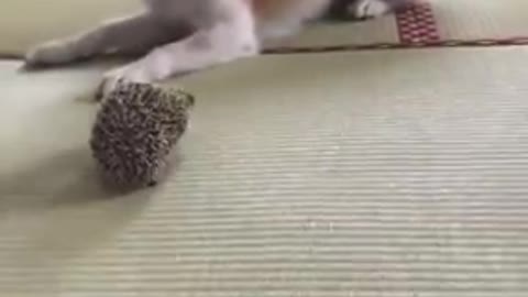 Dog vs Hedgedhog (YOU WANT BELEIVE WHAT HAPPENS !!!!) Must watch😮😲😨