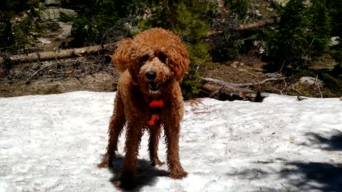Goldendoodle found a patch of snow