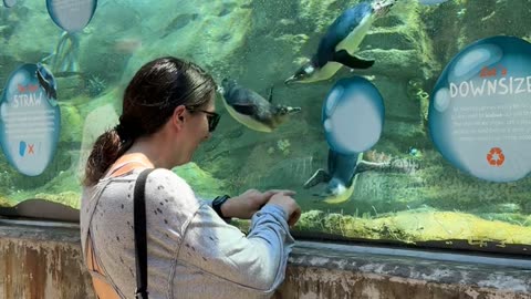 Woman Plays With Penguin at the Zoo