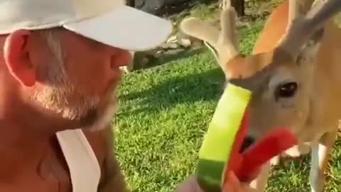 Man shares watermelon in the forest with a friendly wild deer