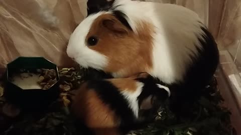 guinea pig feeding her baby