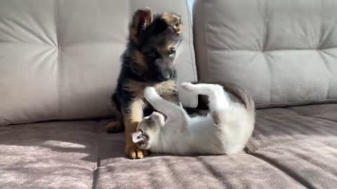 Germansheped playing with cat dont laugh