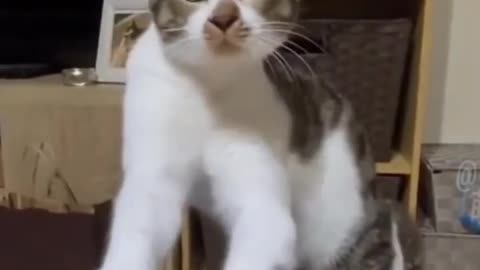new funny cat video