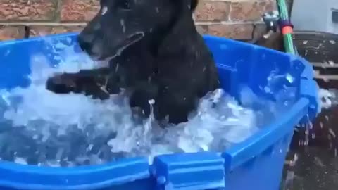 Playing in My pool