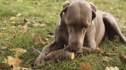 Adorable Dog Chewing Wooden Stick