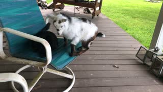 Baby Goat Jumping Around the Porch